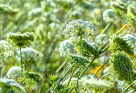 Self-Seeding Vegetables, Herbs and Flowers Image